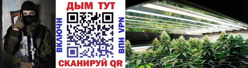 купить   Мурманск  Конопля семена 